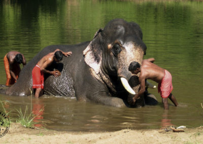 Elefantenbad in Südindien: drei Mahuts waschen einen grossen indischen Elefanten.