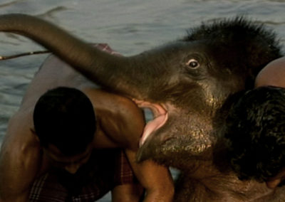 Junger Elefant wird gebadet