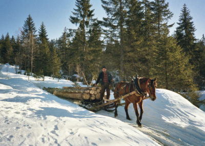 Holz schläike mid Ross (Holz rücken mit Pferden)