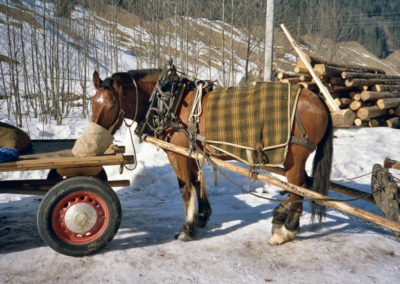 Holz schläike mid Ross (Holz rücken mit Pferden)